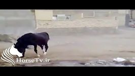 اسب عرب ایرانی اصیل » اسب ایرانی پویا