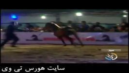 جشنواره اسب عرب اصیل اهواز اسب ایرانی