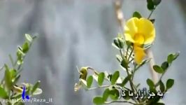 ترانه شاد شاخ شمشادگل ناز من علیرضا افتخاری