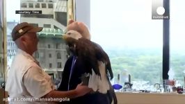 حمله عقاب سر سفید به دونالد ترامپ