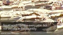 مرگ هزاران قطعه ماهی مرکب در سواحل شیلی جزیره سانتا مار