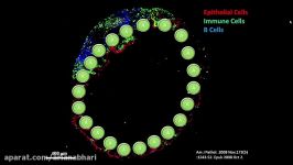 غدد فوق کلیوی یا غده های آدرنالAdrenal