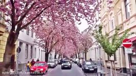 کارناوال  خیابان شکوفه های گیلاس  آلمان