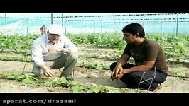 بیماری مرگ گیاهچه Pythium spp خیار در گلخانه های جیرفت