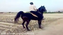رقص اسب عرب شمشاد