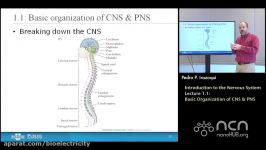 Lecture 1.1 Basic anization of CNS