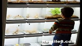 فروشگاه نمایشگاه حیوانات خاص خانگی Reptile8