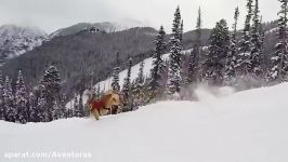 GoPro Awards Telluride Avalanche Dogs