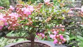 Lagerstroemia Bonsai درختچه توری