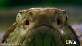 کارناوال  Snake Island Brazil  جزیره مارها، برزیل