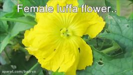 گیاه جالب لوفا Luffa