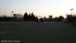 فروش کره مادیان ترکمن آخال تکه دوساله. شجره عالی ورزشی.