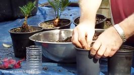 KING SAGO SEED PLANTING