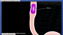 مراحل سیستم گوارش انسان خوردن غذا تا خروج بدن