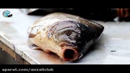 بازار ماهی فروشان به روایت مستند انزلی