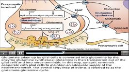 glutamate neurotransmitter pathway