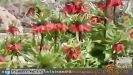 رویای سرزمین چهار فصل لاله های واژگون کاکان