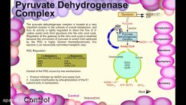 regulation of pyruvate dehydrogenase