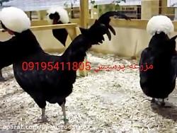 مرغ خروس زینتی نژاد لهستانی 