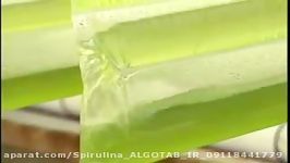 تولید جلبک اسپیرولینا در بایو راکتور پلاستیکی جدید