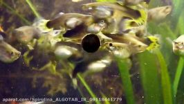 غذا دادن به ماهی گوپی قرص جلبک Algotab اسپیرولینا
