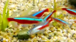 قرص جلبک اسپیرولینا Algotab برای رنگ رشد عالی ماهی
