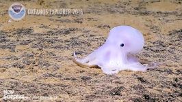 کشف یک گونه جدید هشت پا در عمق ۴ کیلومتری اقیانوس