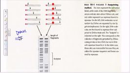 DNA Footprinting Experiment