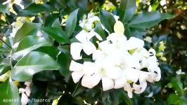 گل یاس سفید یاسمن سفید white Jasmines