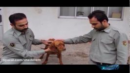 عامل شکنجه بی رحمانه‌ی سگِ شکاری دستگیر شد