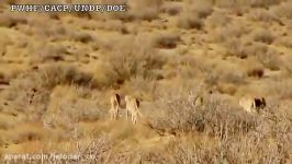 5 یوزپلنگ ایرانی در پارک ملی توران سمنان