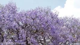 کارناوال  گذرگاه Jacarandas  پرتوریا  آفریقای جنوبی