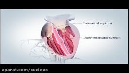 آناتومی قلب به طور کامل Iran Nucleus