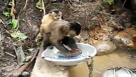 ظرف شستن میمون بسیار جالب
