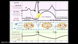 «رابطه الکتروکاردیوگرام سیستول صداهای قلب»