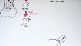 Immunology  Antibody Somatic VDJ Recombination I