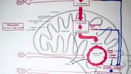 Cellular Respiration