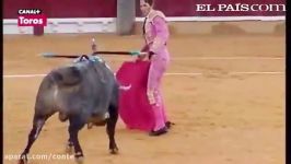 کور شدن گاو باز اسپانیایی توسط شاخ گاو