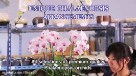 گل کمیاب ارکیده شاپرکی یا فالانوپسیس PHALAENOPSIS ORC