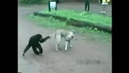 اذیت کردن سگ توسط میمون آخر خنده 