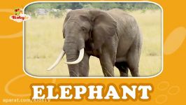 Elephant  Learning Animal Sounds and Names for Kids