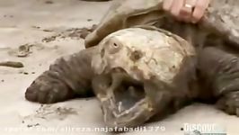 لاکپشت عقابی یکی خطرناکترین لاکپشت های جهان