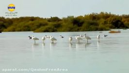 جذابیت جنگل های حرا در روستای سهیلی برای مسافران نوروزی