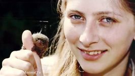 میمون بند انگشتی کوچکترین میمون جهان