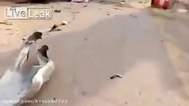 YPG sniper kill 50 Isis