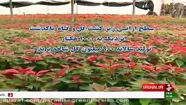 پرورش گل گیاه پاكدشت استان تهران
