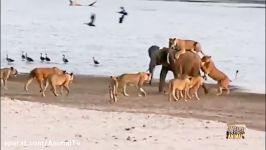 جنگ فیل بوفالو  شکار فیل توسط شیرها