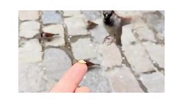 ویدیوی اهسته گرفته شده توسط ایفون پر زدن پرنده