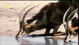 نجات باورنکردنی غزال چنگ تمساح توسط اسب آبی