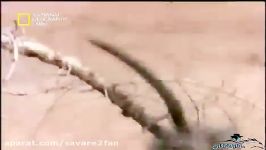 نجات حیرت انگیز بچه بابون چنگ تمساح توسط بابون نر 